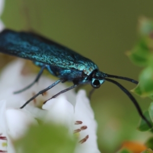 Pollanisus (genus) at QPRC LGA - 17 Feb 2024