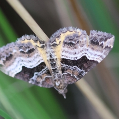 Chrysolarentia lucidulata (Lucid Carpet) at Mongarlowe River - 17 Feb 2024 by LisaH