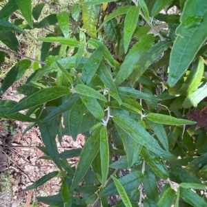 Olearia lirata at QPRC LGA - 18 Feb 2024