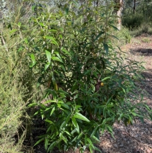 Olearia lirata at QPRC LGA - 18 Feb 2024