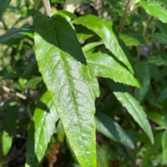 Olearia lirata at QPRC LGA - 18 Feb 2024