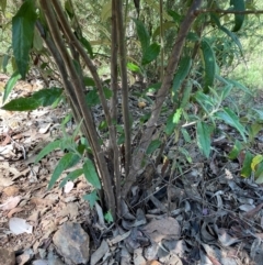 Olearia lirata at QPRC LGA - 18 Feb 2024