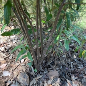 Olearia lirata at QPRC LGA - 18 Feb 2024 10:23 AM