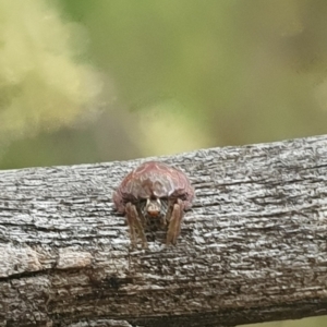 Dolophones sp. (genus) at Undefined Area - 14 Feb 2024 10:52 AM