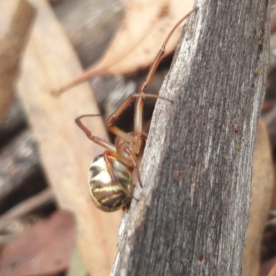 Phonognatha graeffei (Leaf Curling Spider) at Yarralumla, ACT - 14 Feb 2024 by EmmaCollins