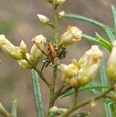 Oxyopes (genus) (Lynx spider) at Yarralumla, ACT - 14 Feb 2024 by EmmaCollins