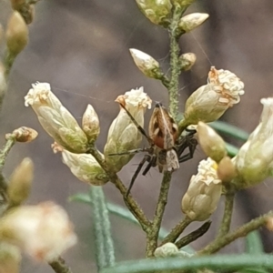 Oxyopes sp. (genus) at Stirling Park (STP) - 14 Feb 2024 11:17 AM