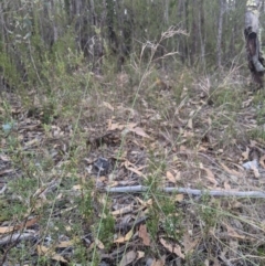 Aristida ramosa (Purple Wire Grass) at Denman Prospect, ACT - 17 Feb 2024 by MattM