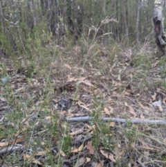 Aristida ramosa (Purple Wire Grass) at Piney Ridge - 17 Feb 2024 by MattM