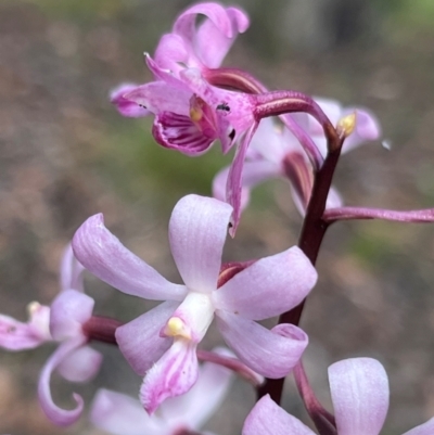 Dipodium roseum (Rosy Hyacinth Orchid) at Bendoc, VIC - 18 Feb 2024 by JimL