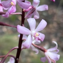 Dipodium roseum at Bendoc, VIC - 18 Feb 2024