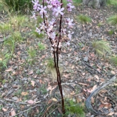 Dipodium roseum at Bendoc, VIC - suppressed