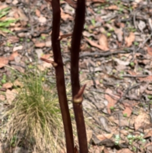 Dipodium roseum at Bendoc, VIC - suppressed