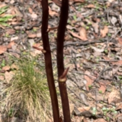 Dipodium roseum at Bendoc, VIC - 18 Feb 2024
