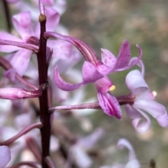 Dipodium roseum at Bendoc, VIC - 18 Feb 2024