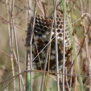 Polistes (Polistes) chinensis at Gungaderra Grasslands - 18 Feb 2024 10:11 AM