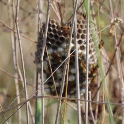 Polistes (Polistes) chinensis (Asian paper wasp) at Crace, ACT - 17 Feb 2024 by SandraH