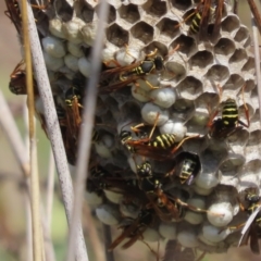 Polistes (Polistes) chinensis at Gungaderra Grasslands - 18 Feb 2024