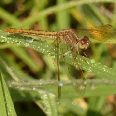 Diplacodes haematodes (Scarlet Percher) at Braemar - 17 Feb 2024 by Curiosity