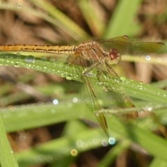 Diplacodes haematodes at Wingecarribee Local Government Area - 18 Feb 2024