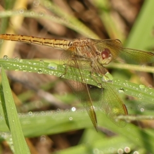 Diplacodes haematodes at Wingecarribee Local Government Area - 18 Feb 2024