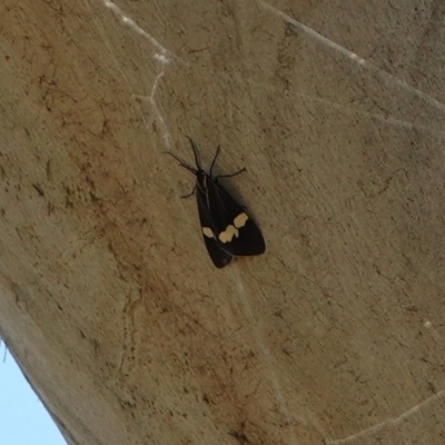 Nyctemera amicus (Senecio Moth, Magpie Moth, Cineraria Moth) at Hall, ACT - 17 Feb 2024 by Anna123