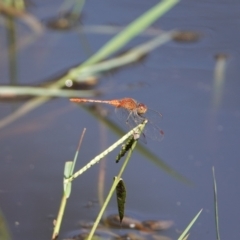 Diplacodes bipunctata (Wandering Percher) at Hall, ACT - 18 Feb 2024 by Anna123