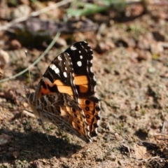 Vanessa kershawi (Australian Painted Lady) at Hall, ACT - 18 Feb 2024 by Anna123