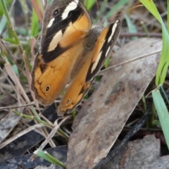 Heteronympha merope (Common Brown Butterfly) at Hall, ACT - 18 Feb 2024 by Anna123