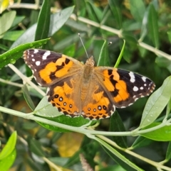 Vanessa kershawi (Australian Painted Lady) at QPRC LGA - 18 Feb 2024 by MatthewFrawley