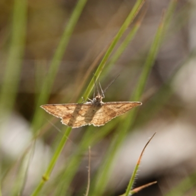 Scopula rubraria (Reddish Wave, Plantain Moth) at Hall, ACT - 18 Feb 2024 by Anna123