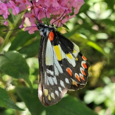 Delias aganippe (Spotted Jezebel) at QPRC LGA - 18 Feb 2024 by MatthewFrawley