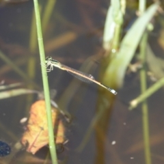Ischnura aurora (Aurora Bluetail) at Hall, ACT - 18 Feb 2024 by Anna123