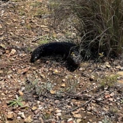 Tiliqua rugosa (Shingleback Lizard) at Bungendore, NSW - 18 Feb 2024 by yellowboxwoodland