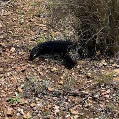 Tiliqua rugosa (Shingleback Lizard) at QPRC LGA - 18 Feb 2024 by yellowboxwoodland