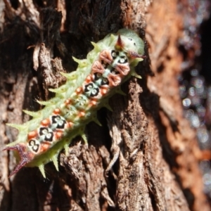 Doratifera quadriguttata at Hall, ACT - 18 Feb 2024