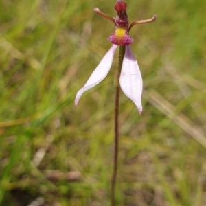 Eriochilus cucullatus at QPRC LGA - 18 Feb 2024