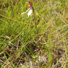 Eriochilus cucullatus at QPRC LGA - 18 Feb 2024