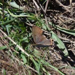 Jalmenus ictinus at Duffy, ACT - 28 Jan 2024 08:22 AM