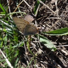 Jalmenus ictinus at Duffy, ACT - 28 Jan 2024 08:22 AM