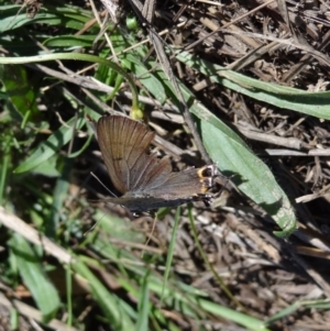 Jalmenus ictinus at Duffy, ACT - 28 Jan 2024 08:22 AM