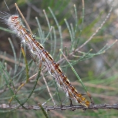Lasiocampidae (family) immature (Lappet & Snout Moths) at ANBG - 30 Jan 2024 by Miranda
