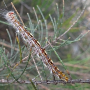 Lasiocampidae (family) immature at ANBG - 31 Jan 2024