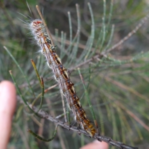 Lasiocampidae (family) immature at ANBG - 31 Jan 2024