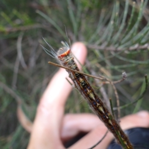 Lasiocampidae (family) immature at ANBG - 31 Jan 2024