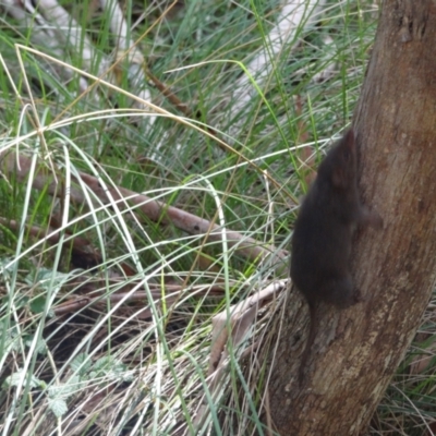 Antechinus mimetes mimetes (Dusky Antechinus) at Kambah, ACT - 17 Feb 2024 by Miranda