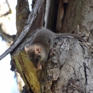 Antechinus agilis at Tidbinbilla Nature Reserve - 18 Feb 2024 09:11 AM