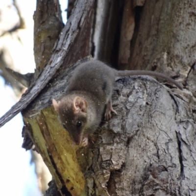 Antechinus agilis (Agile Antechinus) at Paddys River, ACT - 17 Feb 2024 by Miranda