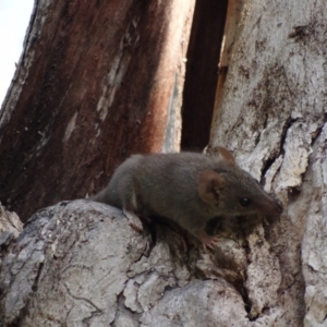 Antechinus agilis at Tidbinbilla Nature Reserve - 18 Feb 2024 09:11 AM