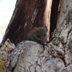 Antechinus agilis at Tidbinbilla Nature Reserve - 18 Feb 2024